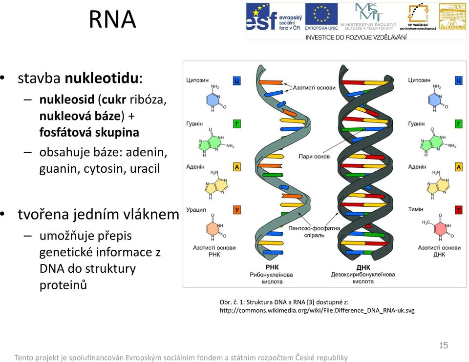přepis genetické informace z DNA do struktury proteinů Obr. č.