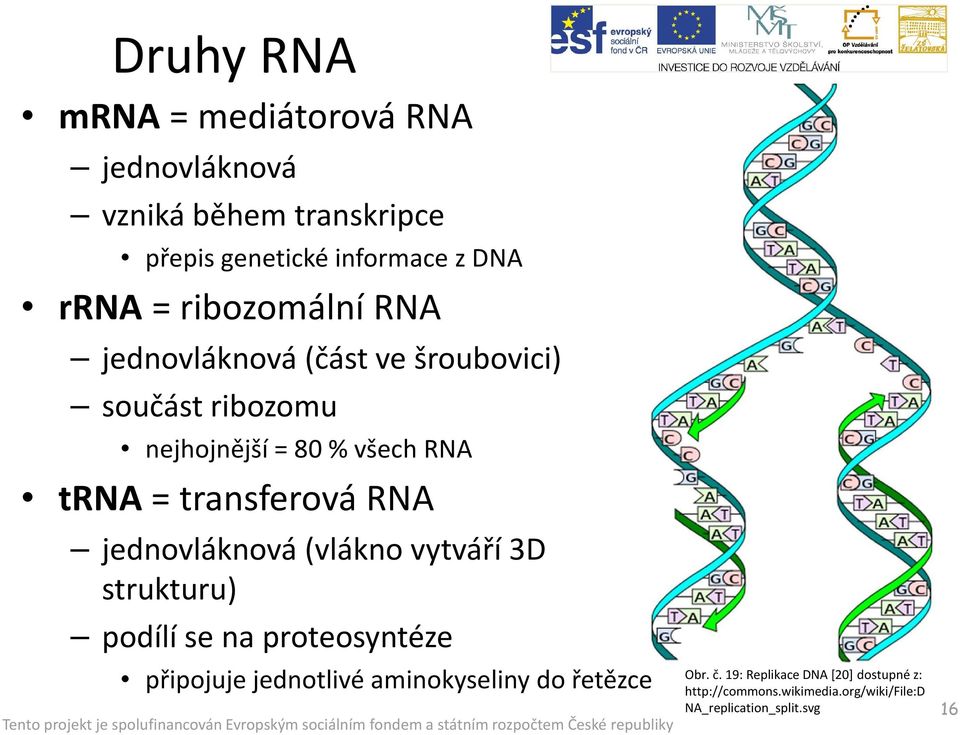 transferová RNA jednovláknová (vlákno vytváří 3D strukturu) podílí se na proteosyntéze připojuje jednotlivé