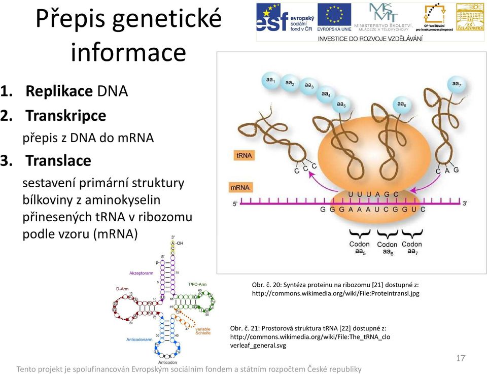 (mrna) Obr. č. 20: Syntéza proteinu na ribozomu [21] dostupné z: http://commons.wikimedia.