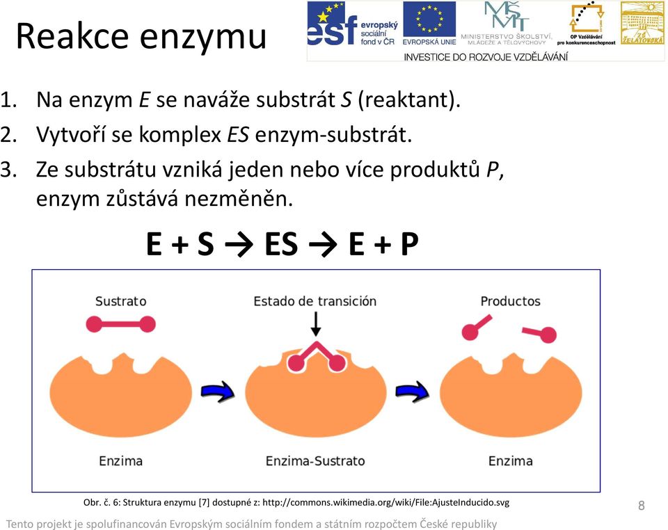 Ze substrátu vzniká jeden nebo více produktů P, enzym zůstává nezměněn.
