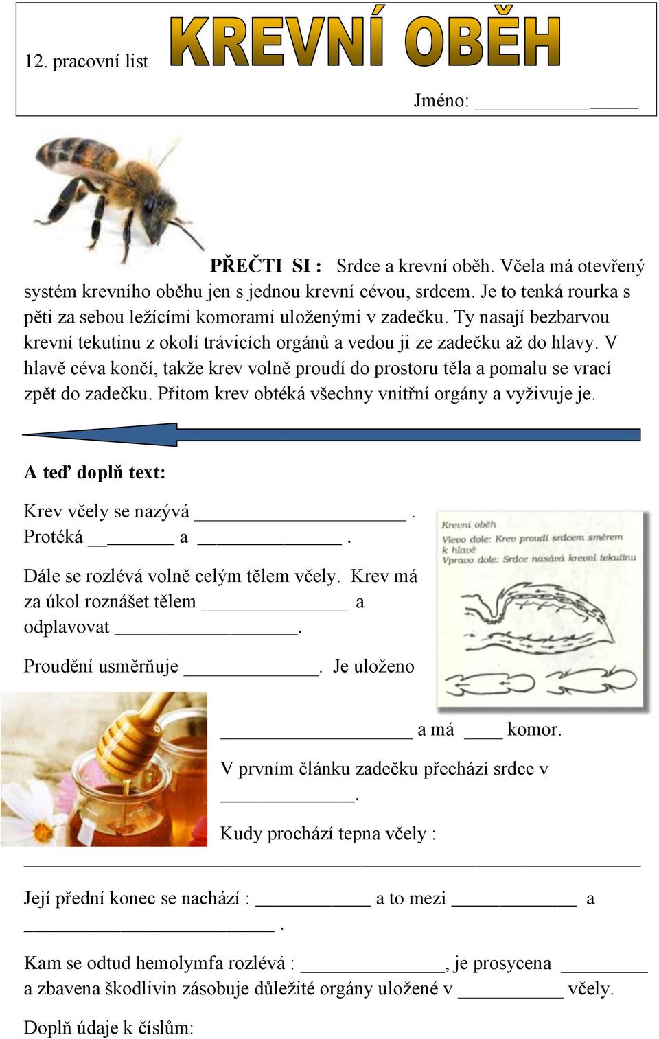 V hlavě céva končí, takže krev volně proudí do prostoru těla a pomalu se vrací zpět do zadečku. Přitom krev obtéká všechny vnitřní orgány a vyživuje je. A teď doplň text: Krev včely se nazývá.