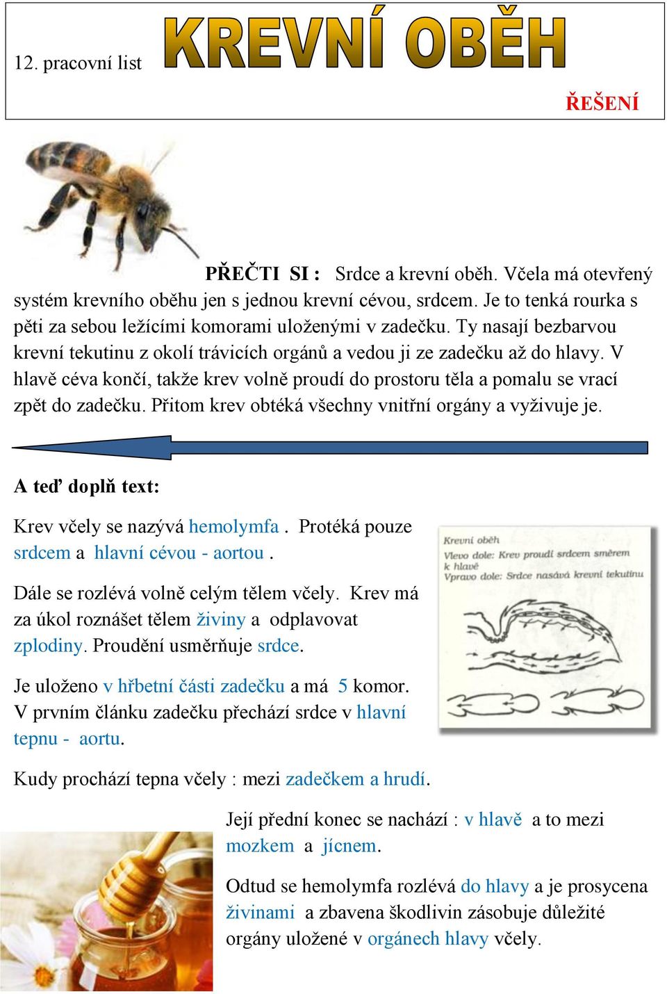 V hlavě céva končí, takže krev volně proudí do prostoru těla a pomalu se vrací zpět do zadečku. Přitom krev obtéká všechny vnitřní orgány a vyživuje je.