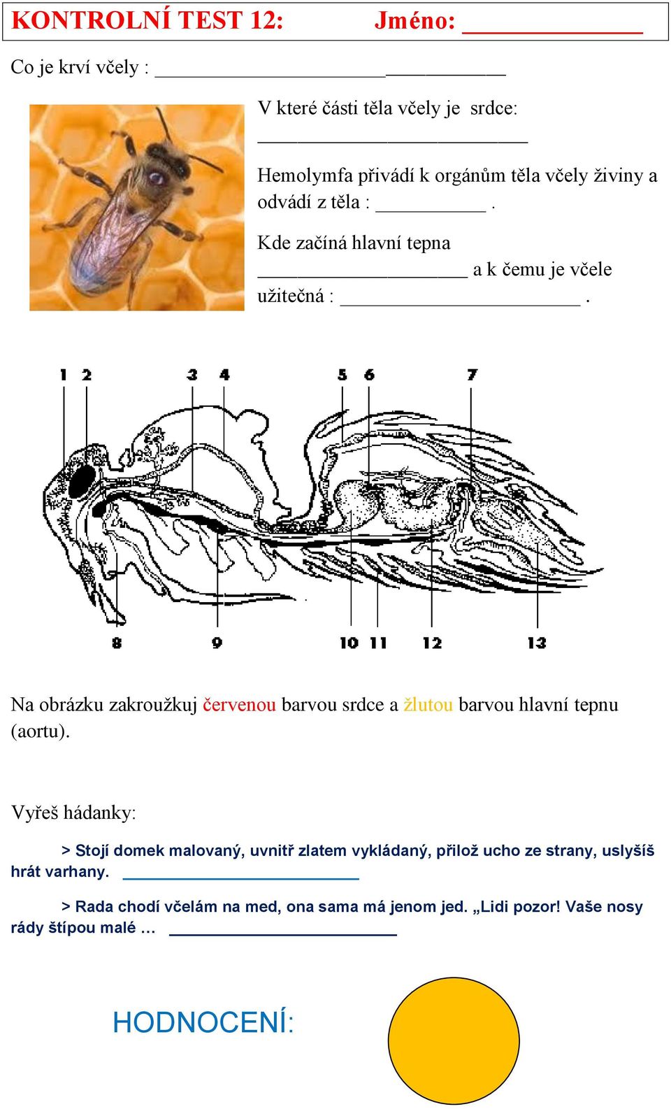 Na obrázku zakroužkuj červenou barvou srdce a žlutou barvou hlavní tepnu (aortu).