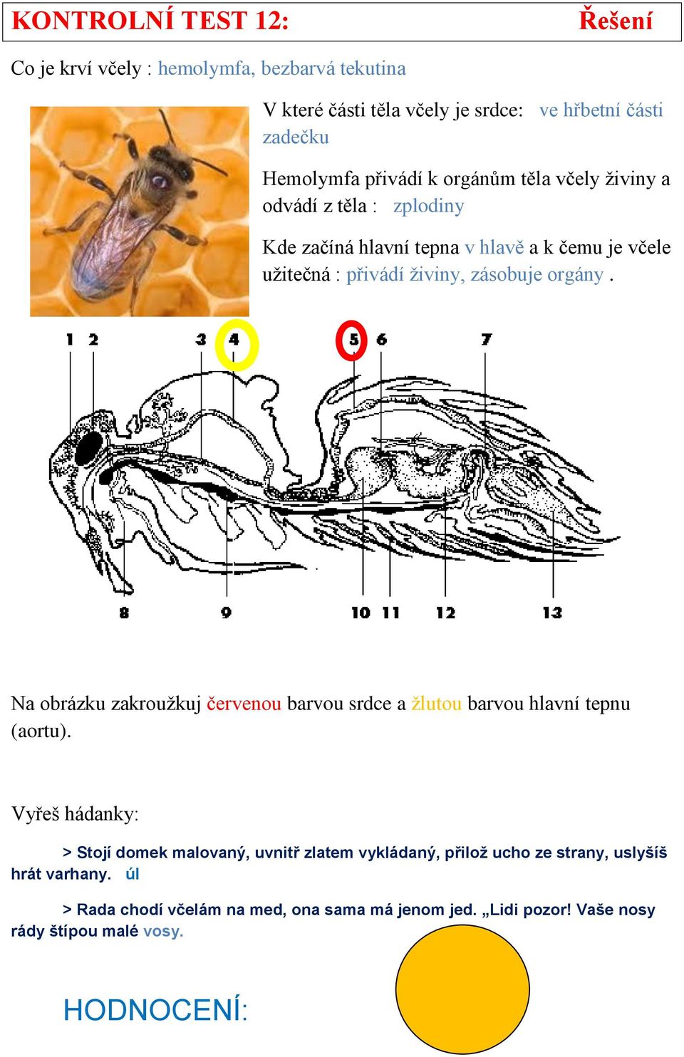 orgány. Na obrázku zakroužkuj červenou barvou srdce a žlutou barvou hlavní tepnu (aortu).