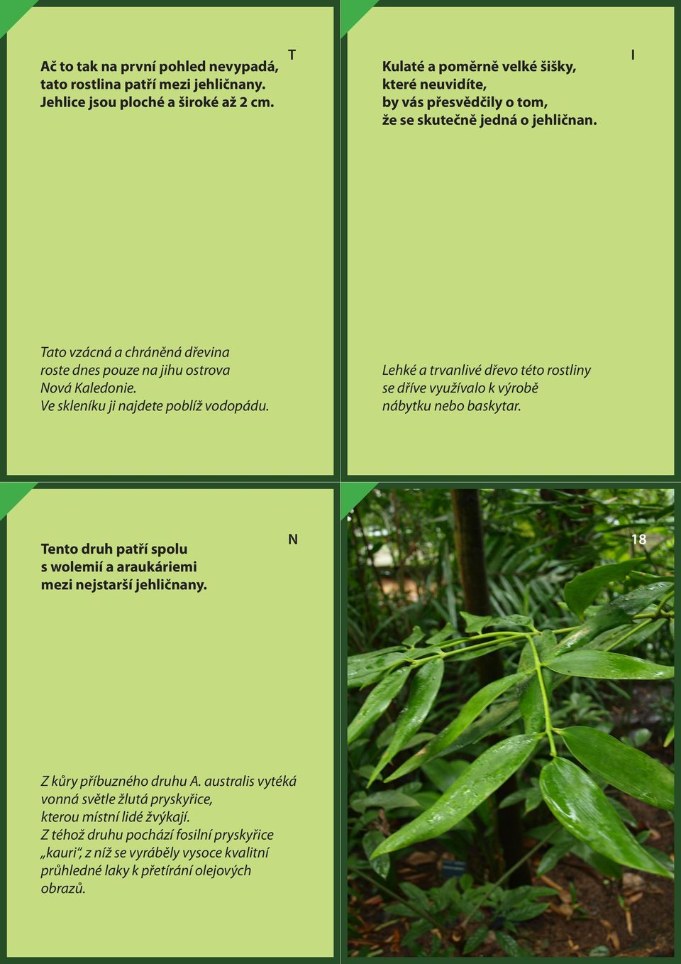 I Tato vzácná a chráněná dřevina roste dnes pouze na jihu ostrova Nová Kaledonie. Ve skleníku ji najdete poblíž vodopádu.