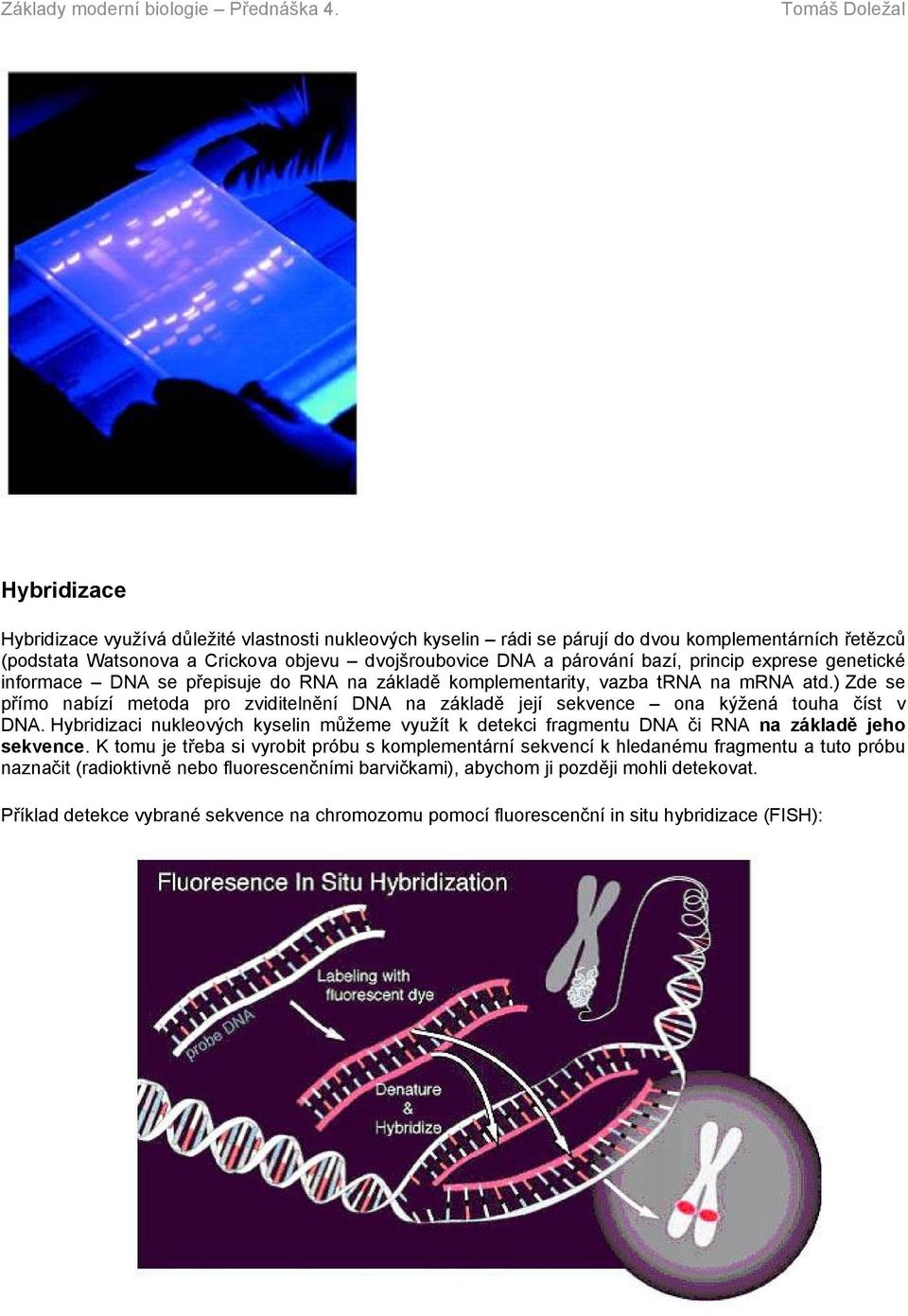 ) Zde se přímo nabízí metoda pro zviditelnění DNA na základě její sekvence ona kýžená touha číst v DNA.