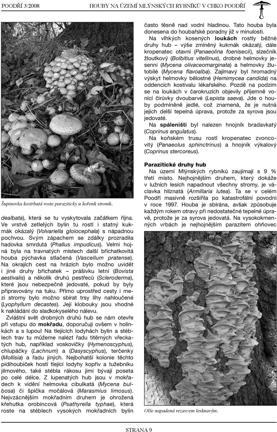 (Mycena olivaceomarginata) a helmovky žlutobílé (Mycena flavoalba). Zajímavý byl hromadný výskyt helmovky bělostné (Hemimycea candida) na oddencích kostivalu lékařského.