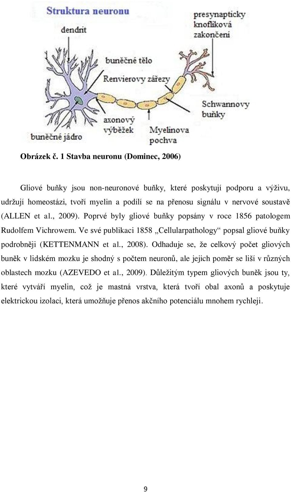 (ALLEN et al., 2009). Poprvé byly gliové buňky popsány v roce 1856 patologem Rudolfem Vichrowem. Ve své publikaci 1858 Cellularpathology popsal gliové buňky podrobněji (KETTENMANN et al.