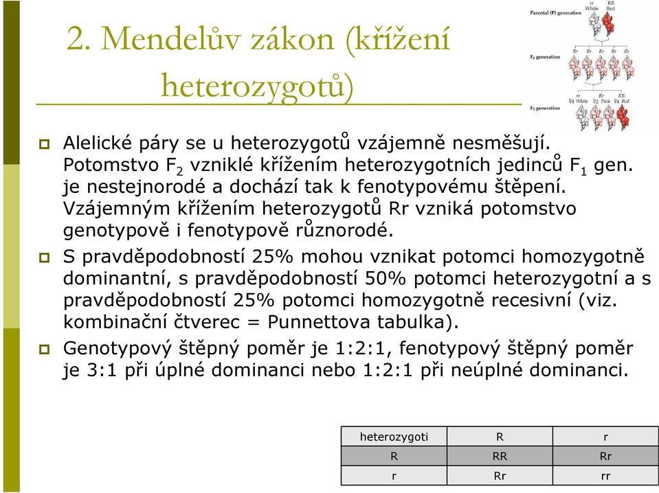 S pravděpodoností 25% mohou vznikat potomci homozygotně dominantní, s pravděpodoností 50% potomci heterozygotní a s pravděpodoností 25% potomci homozygotně