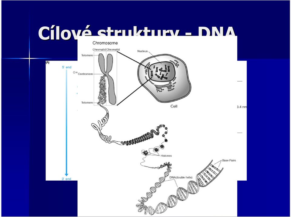 - DNA