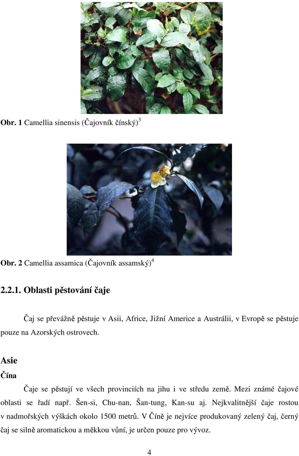 Oblasti pěstování čaje Čaj se převážně pěstuje v Asii, Africe, Jižní Americe a Austrálii, v Evropě se pěstuje pouze na Azorských ostrovech.