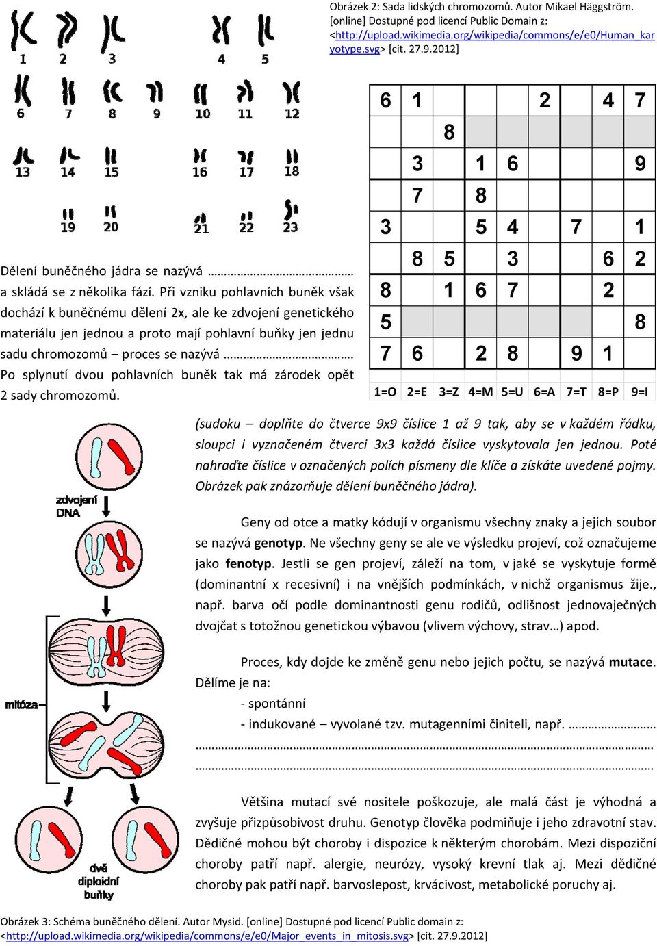 P i vzniku pohlavních bun k však dochází k bun nému d lení 2x, ale ke zdvojení genetického materiálu jen jednou a proto mají pohlavní bu ky jen jednu sadu chromozom proces se nazývá.