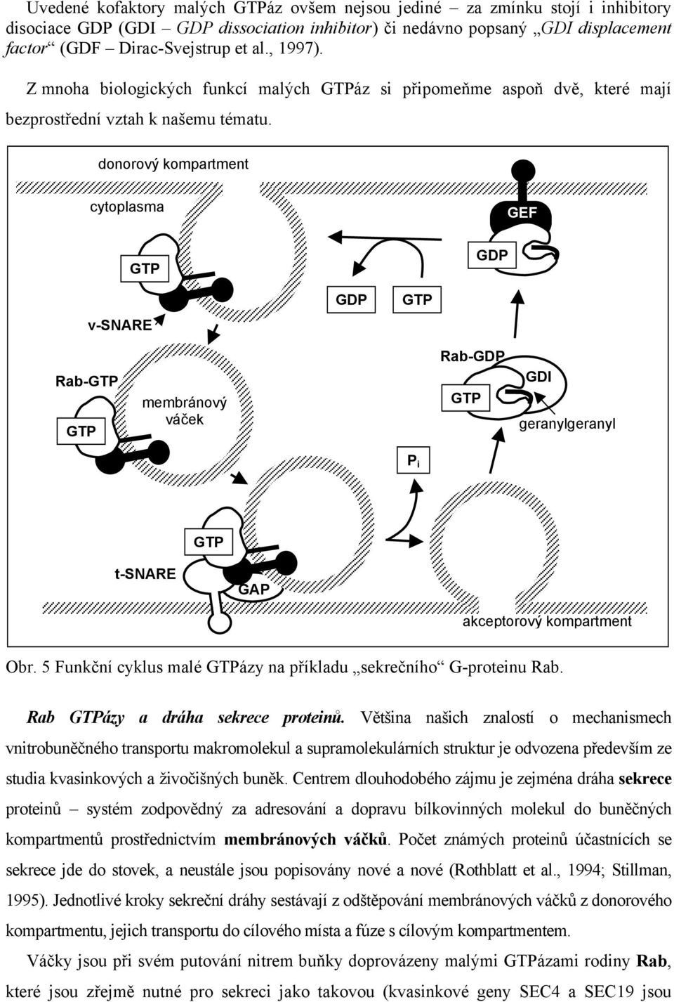 donorový kompartment cytoplasma GEF GTP GDP v-snare GDP GTP Rab-GTP GTP membránový váček Rab-GDP GTP GDI geranylgeranyl P i GTP t-snare GAP akceptorový kompartment Obr.