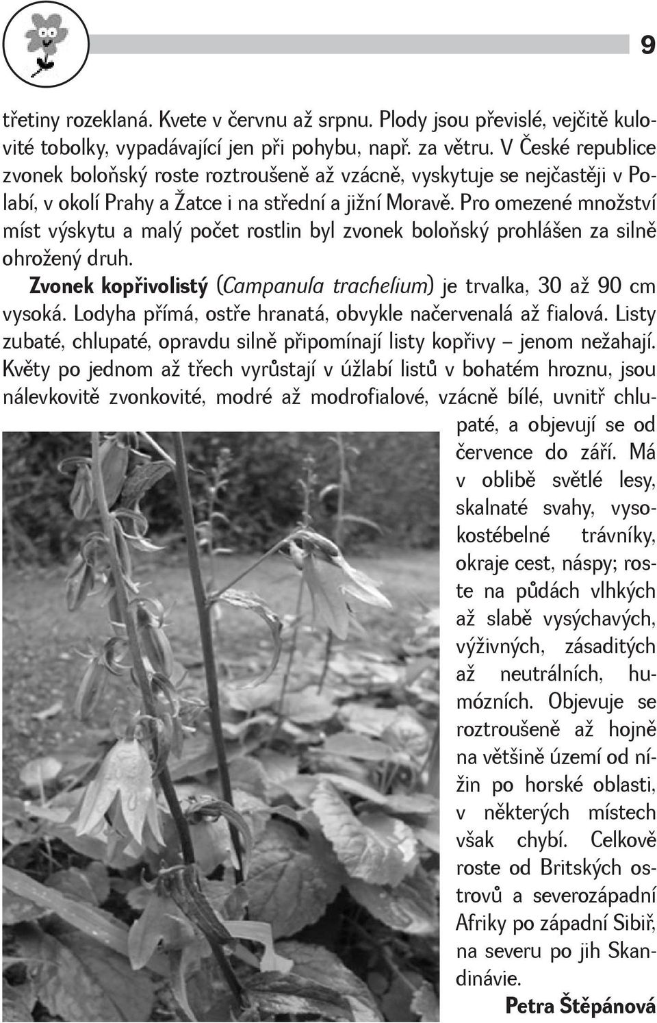 Pro omezené mnoství míst výskytu a malý počet rostlin byl zvonek boloòský prohláen za silnì ohroený druh. Zvonek kopøivolistý (Campanula trachelium) je trvalka, 30 a 90 cm vysoká.