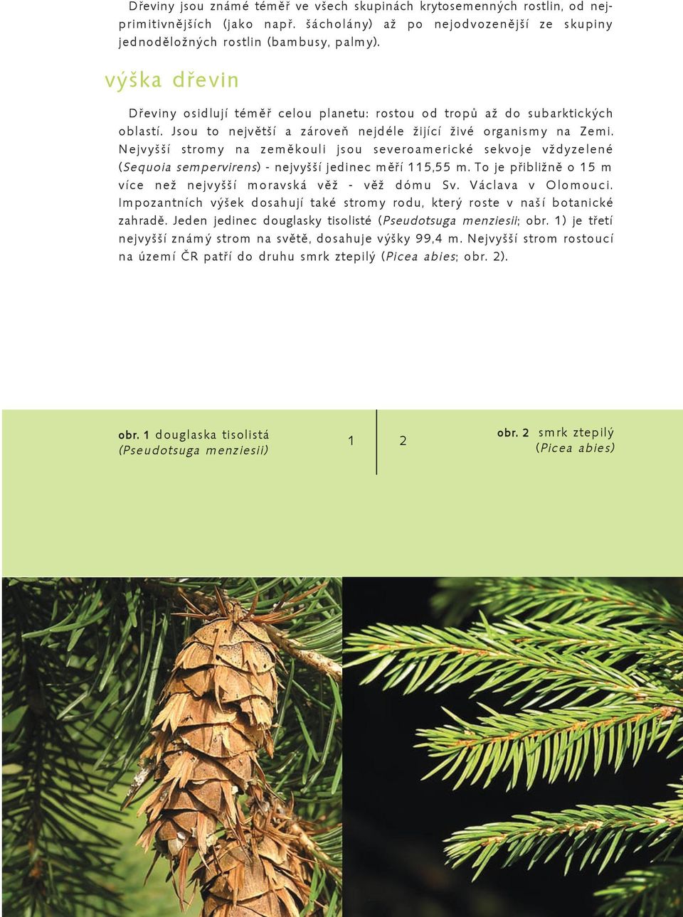 Nejvyšší stromy na zeměkouli jsou severoamerické sekvoje vždyzelené (Sequoia sempervirens) - nejvyšší jedinec měří 115,55 m. To je přibližně o 15 m více než nejvyšší moravská věž - věž dómu Sv.