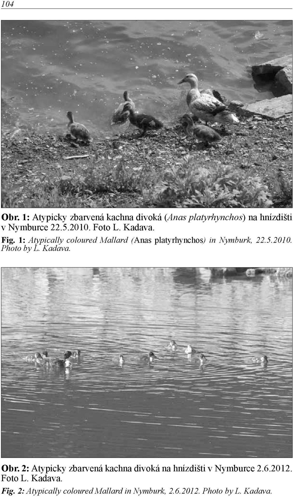 2010. Photo by L. Kadava. Obr. 2: Atypicky zbarvená kachna divoká na hnízdišti v Nymburce 2.6.