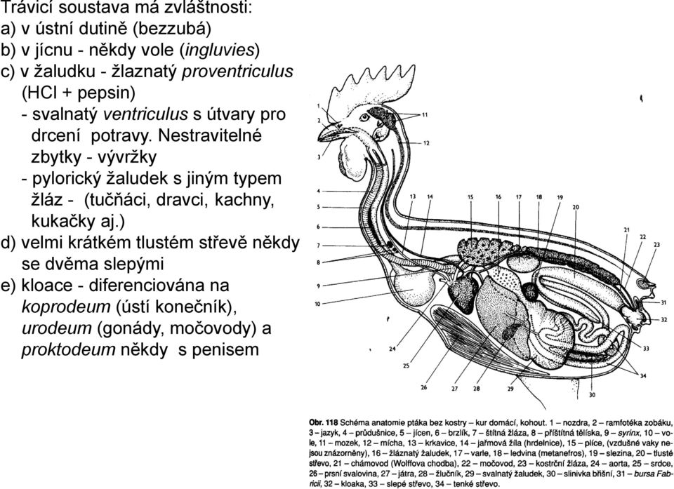 Nestravitelné zbytky - vývrţky - pylorický ţaludek s jiným typem ţláz - (tučňáci, dravci, kachny, kukačky aj.