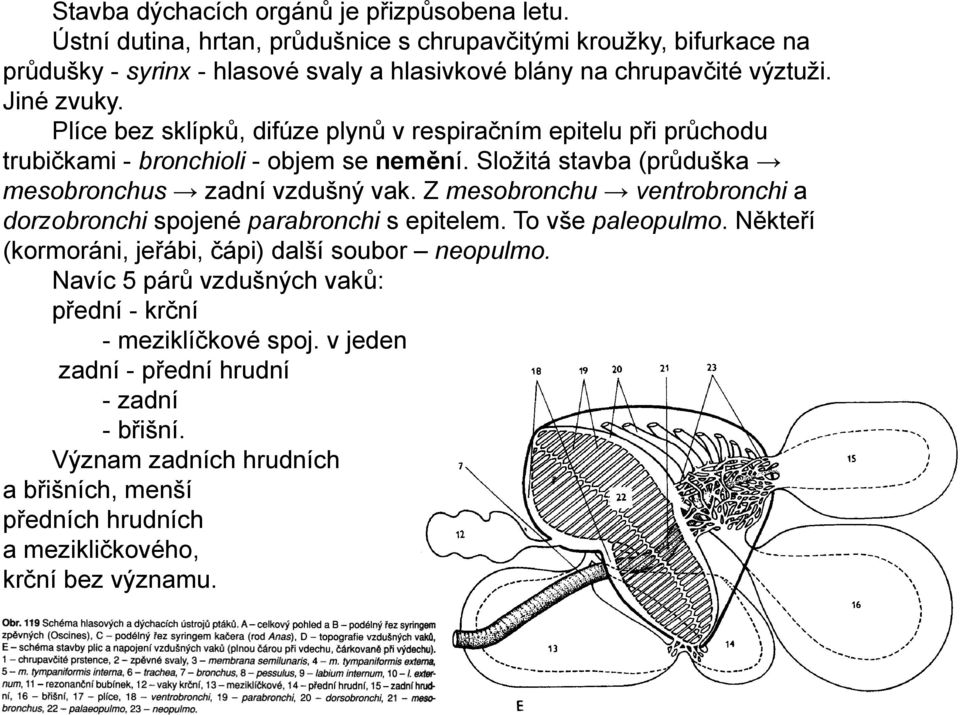 Plíce bez sklípků, difúze plynů v respiračním epitelu při průchodu trubičkami - bronchioli - objem se nemění. Sloţitá stavba (průduška mesobronchus zadní vzdušný vak.