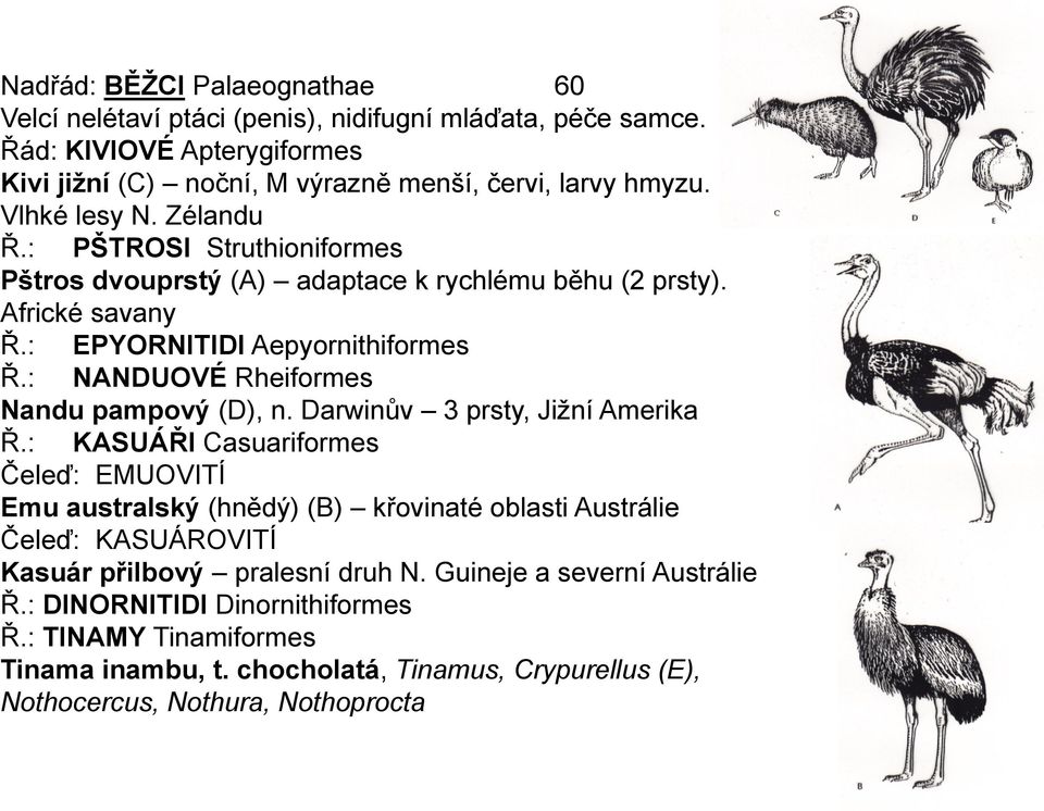 : NANDUOVÉ Rheiformes Nandu pampový (D), n. Darwinův 3 prsty, Jiţní Amerika Ř.