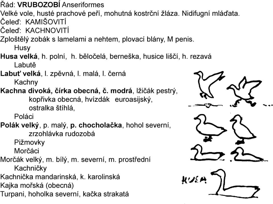 rezavá Labutě Labuť velká, l. zpěvná, l. malá, l. černá Kachny Kachna divoká, čírka obecná, č.