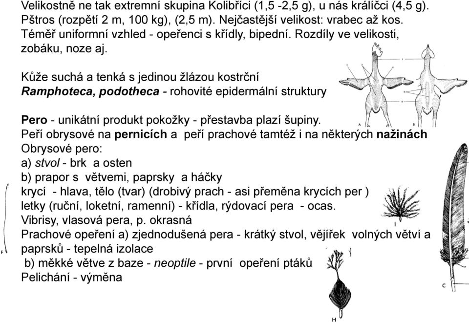 Kůţe suchá a tenká s jedinou ţlázou kostrční Ramphoteca, podotheca - rohovité epidermální struktury Pero - unikátní produkt pokoţky - přestavba plazí šupiny.