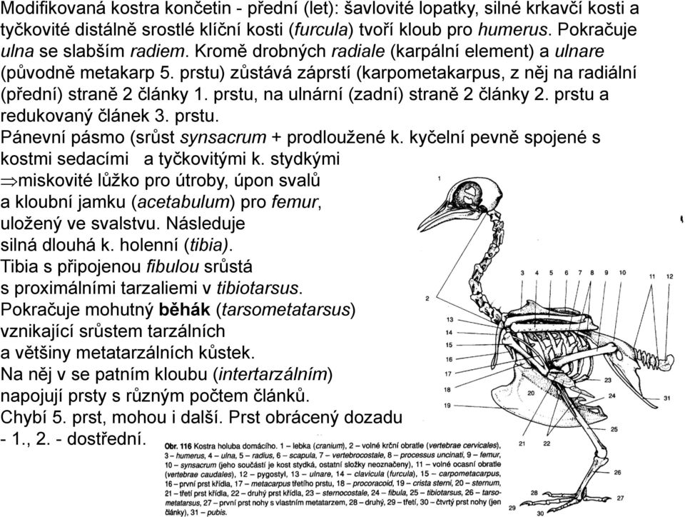 prstu, na ulnární (zadní) straně 2 články 2. prstu a redukovaný článek 3. prstu. Pánevní pásmo (srůst synsacrum + prodlouţené k. kyčelní pevně spojené s kostmi sedacími a tyčkovitými k.