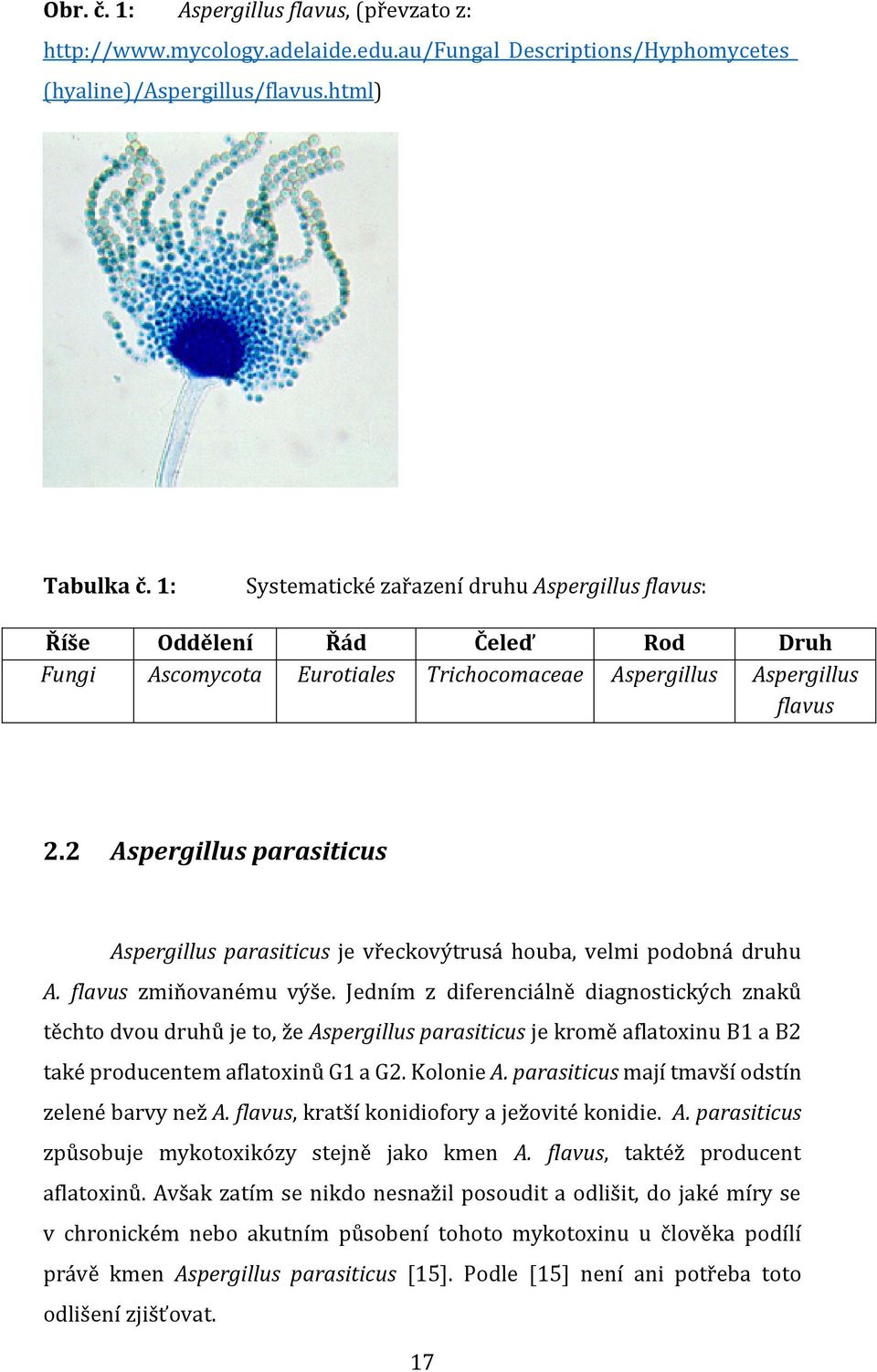 2 Aspergillus parasiticus Aspergillus parasiticus je vřeckovýtrusá houba, velmi podobná druhu A. flavus zmiňovanému výše.