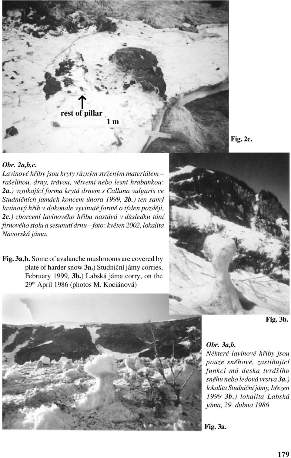 ) zborcení lavinového hřibu nastává v důsledku tání firnového stolu a sesunutí drnu foto: květen 2002, lokalita Navorská jáma. Fig. 3a,b.