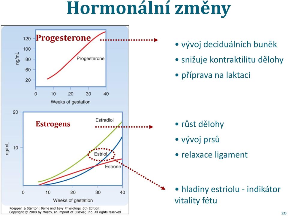 laktaci Estrogens růst dělohy vývoj prsů relaxace