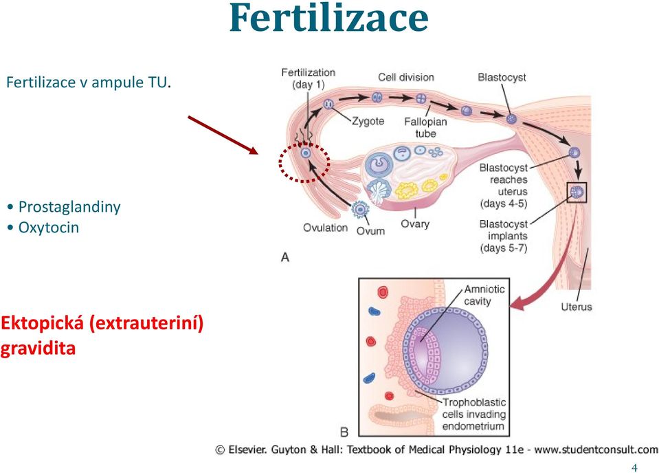 Prostaglandiny Oxytocin