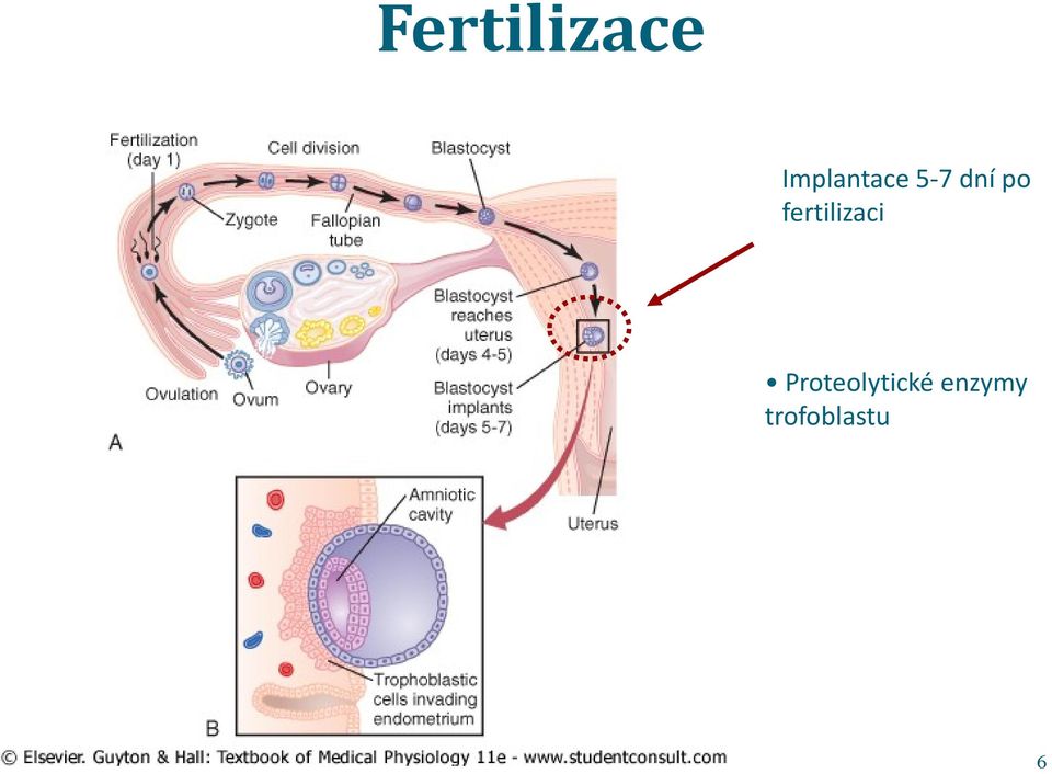 po fertilizaci