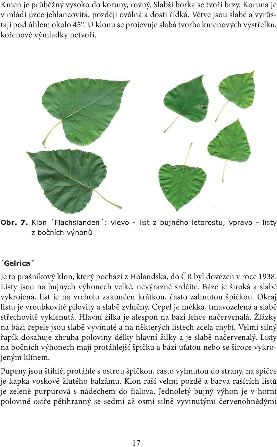 Klon Flachslanden : vlevo - list z bujného letorostu, vpravo - listy z bočních výhonů Gelrica Je to prašníkový klon, který pochází z Holandska, do ČR byl dovezen v roce 1938.