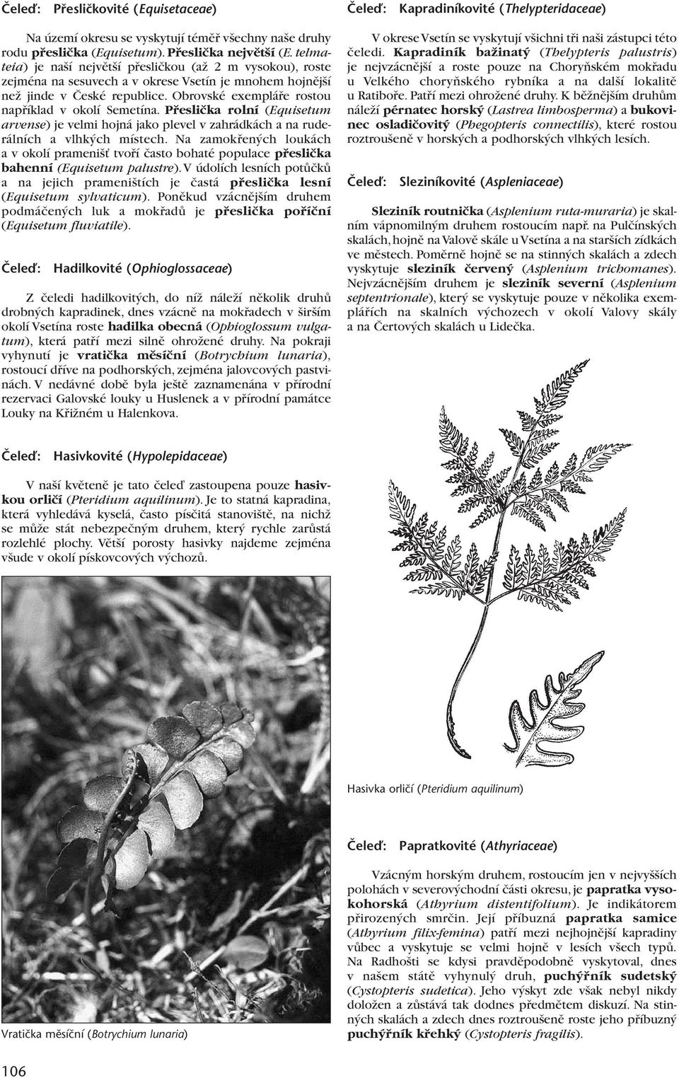 Obrovské exempláfie rostou napfiíklad v okolí Semetína. Pfiesliãka rolní (Equisetum arvense) je velmi hojná jako plevel v zahrádkách a na ruderálních a vlhk ch místech.