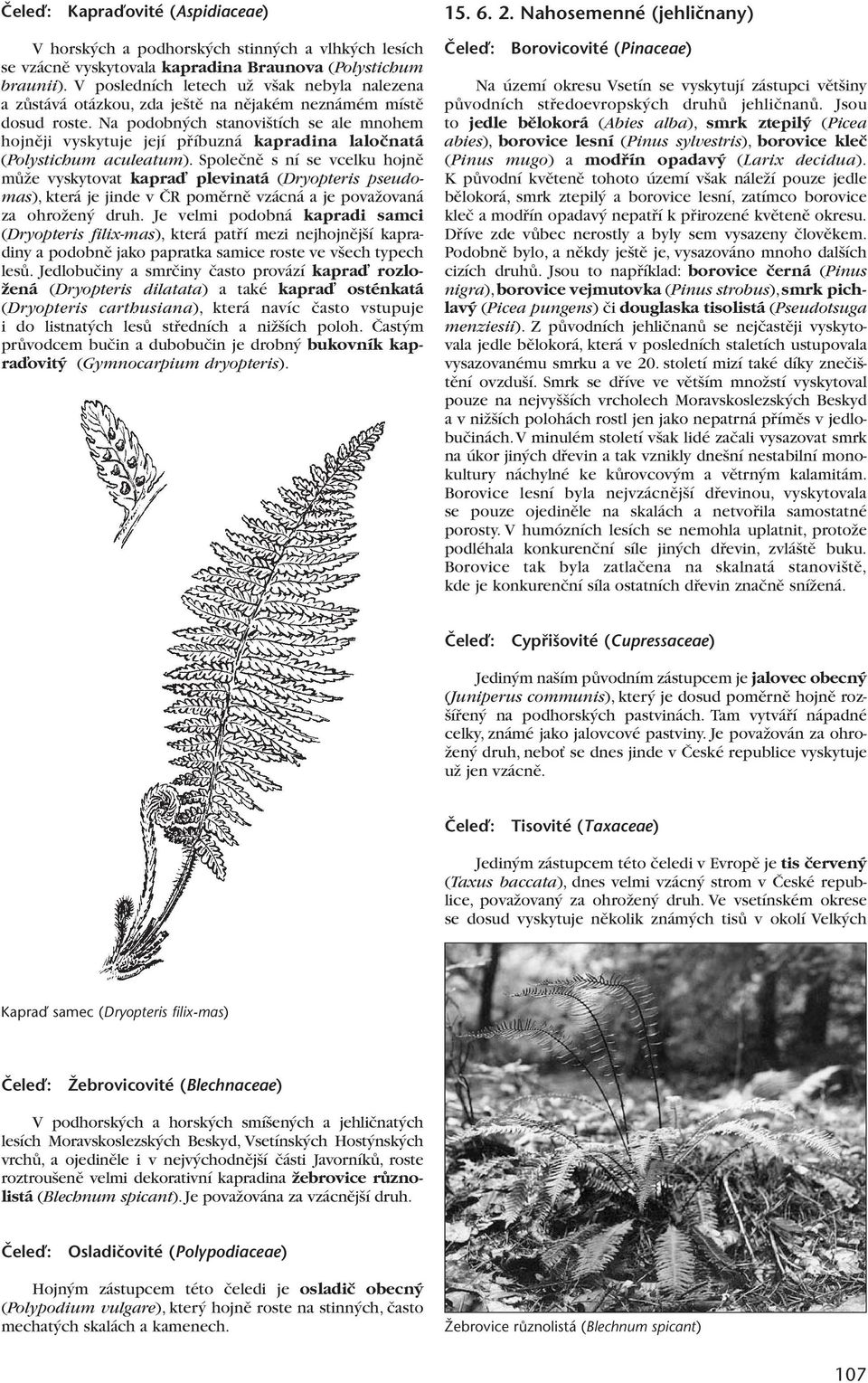 Na podobn ch stanovi tích se ale mnohem hojnûji vyskytuje její pfiíbuzná kapradina laloãnatá (Polystichum aculeatum).