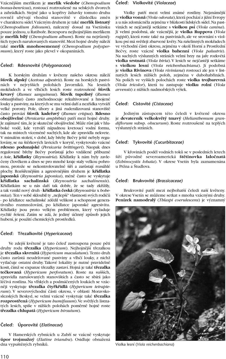 vzácn m druhem je také merlík listnat (Chenopodium foliosum), nalezen dosud na Vsetínsku pouze jednou,u Ratibofie.Bezesporu nejhojnûj ím merlíkem je merlík bíl (Chenopodium album).