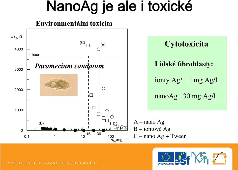Lidské fibroblasty: http ionty Ag + 1 mg Ag/l