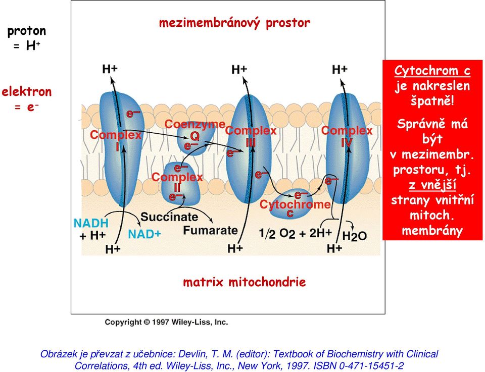 membrány matrix mitochondrie Obrázek je převzat z učebnice: Devlin, T. M.