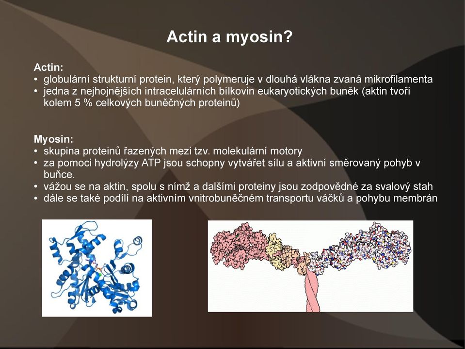bílkovin eukaryotických buněk (aktin tvoří kolem 5 % celkových buněčných proteinů) Myosin: skupina proteinů řazených mezi tzv.