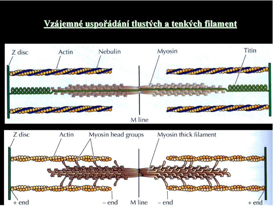 tlustých a