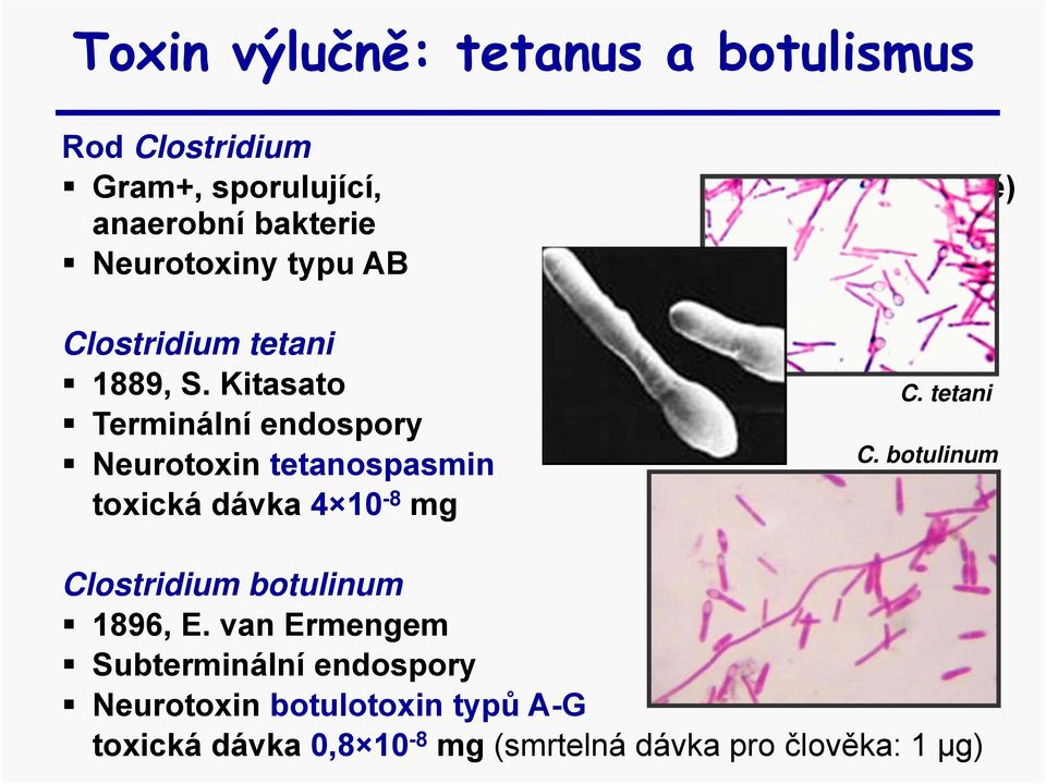 Kitasato Terminální endospory Neurotoxin tetanospasmin toxická dávka 4 10-8 mg C. tetani C.