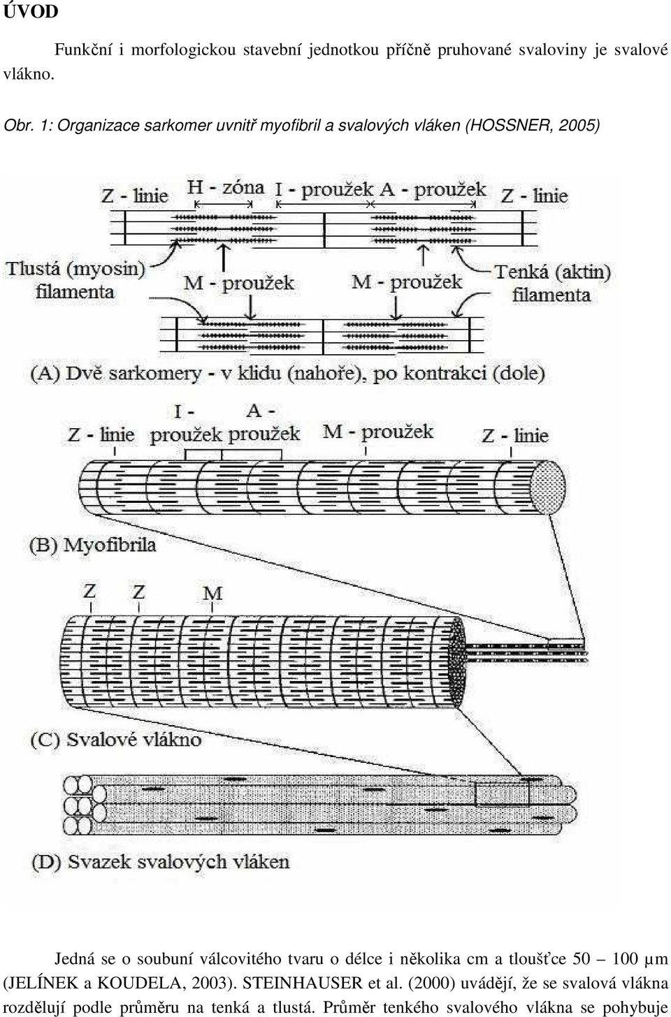 tvaru o délce i několika cm a tloušťce 50 100 µm (JELÍNEK a KOUDELA, 2003). STEINHAUSER et al.
