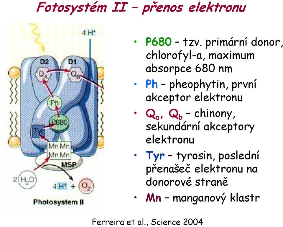 první akceptor elektronu Q a, Q b chinony, sekundární akceptory