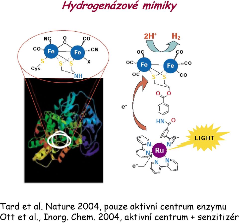 enzymu Ott et al., Inorg. Chem.