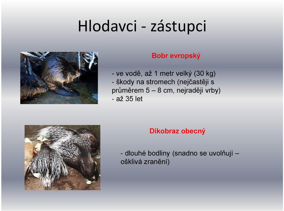 průměrem 5 8 cm, nejraději vrby) - až 35 let Dikobraz