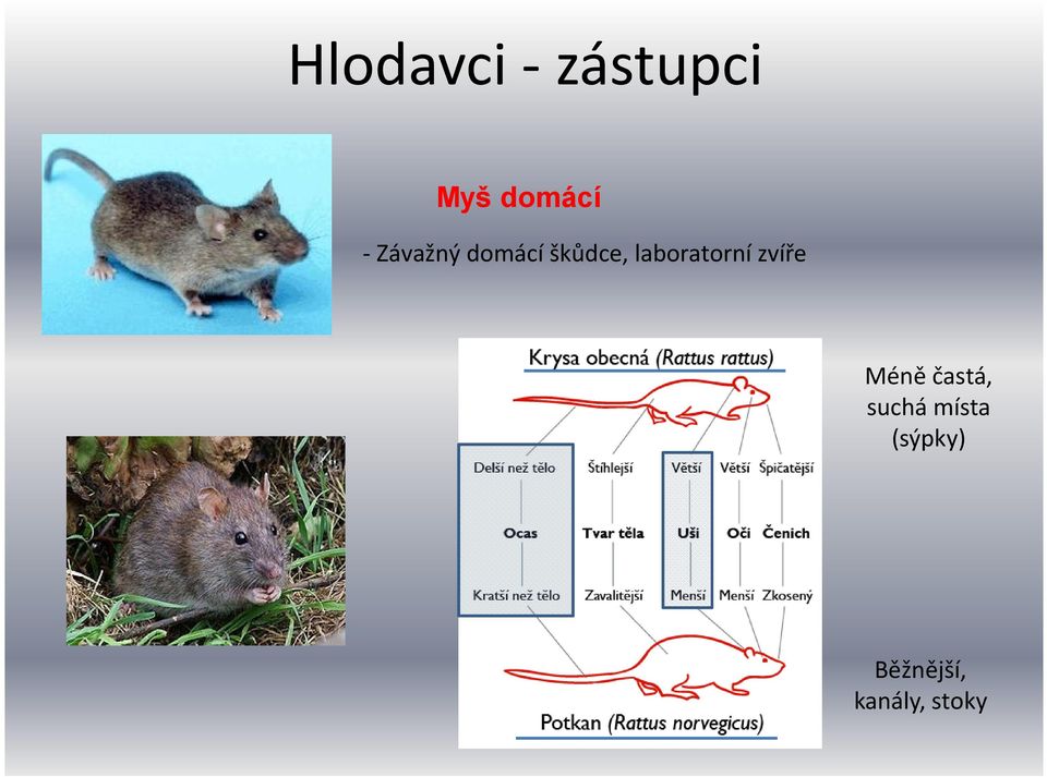 laboratorní zvíře Méně častá,