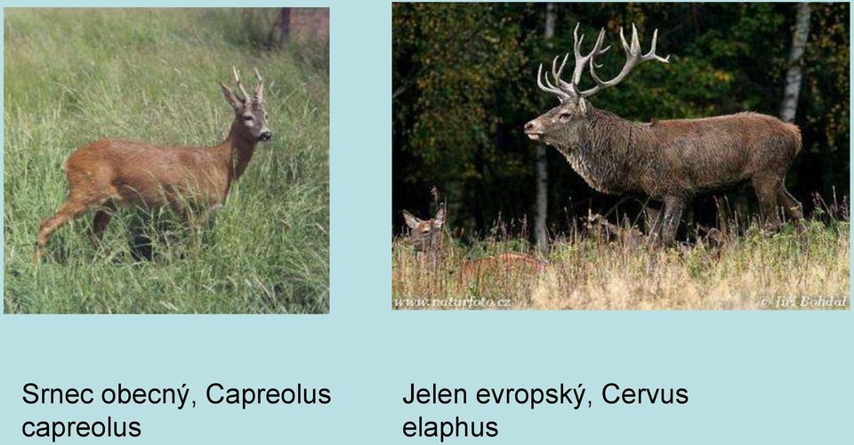 capreolus Jelen