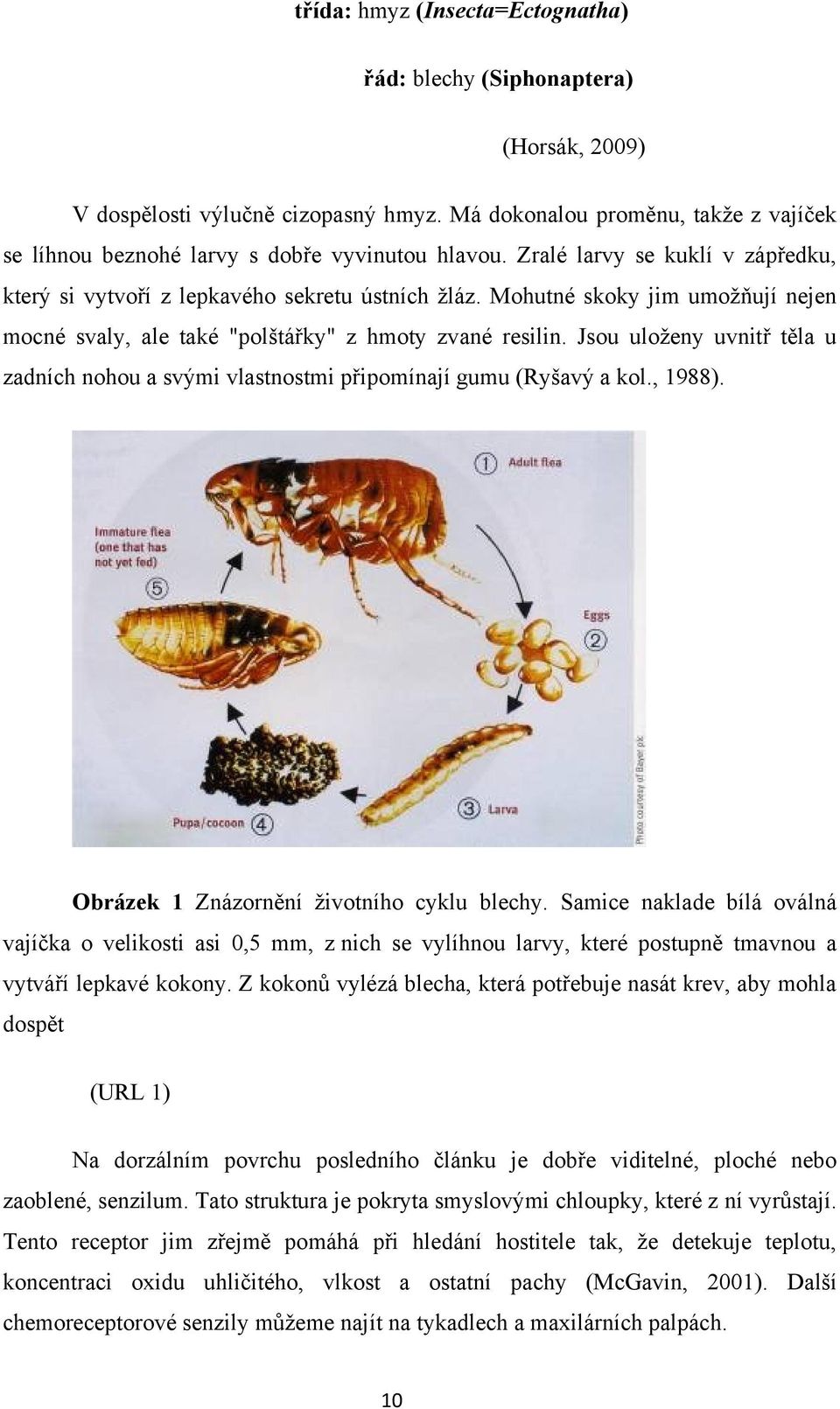 Jsou uloţeny uvnitř těla u zadních nohou a svými vlastnostmi připomínají gumu (Ryšavý a kol., 1988). Obrázek 1 Znázornění ţivotního cyklu blechy.