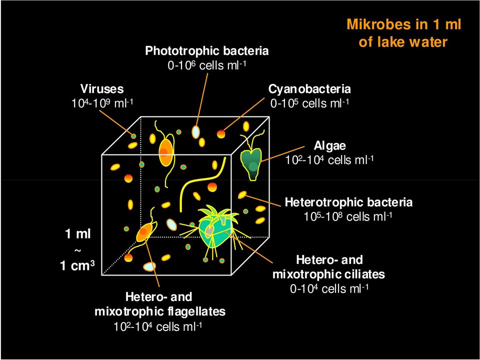 ~ 1 cm 3 Hetero- and mixotrophic flagellates 10 2-10 4 cells ml -1 Heterotrophic