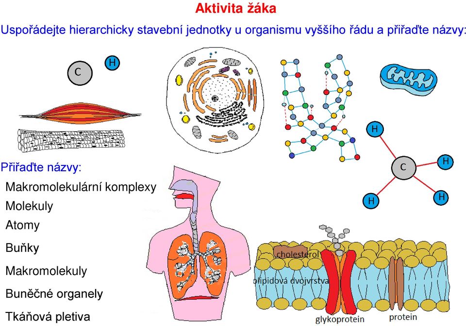 Přiřaďte názvy: Makromolekulární komplexy Molekuly