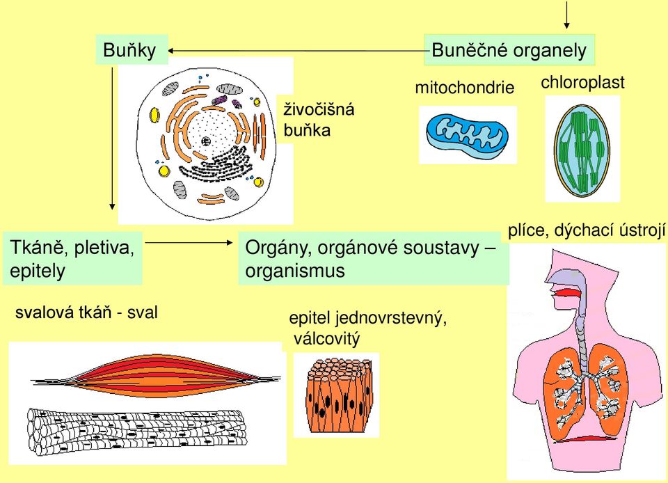 svalová tkáň - sval Orgány, orgánové soustavy